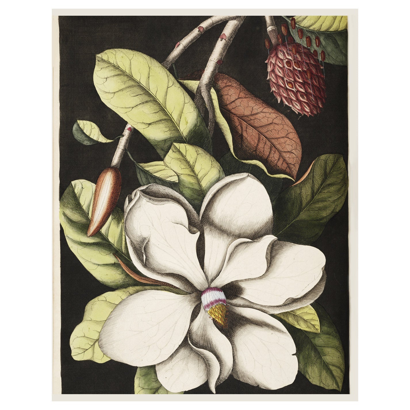 Magnolia altissima - heyvidashop