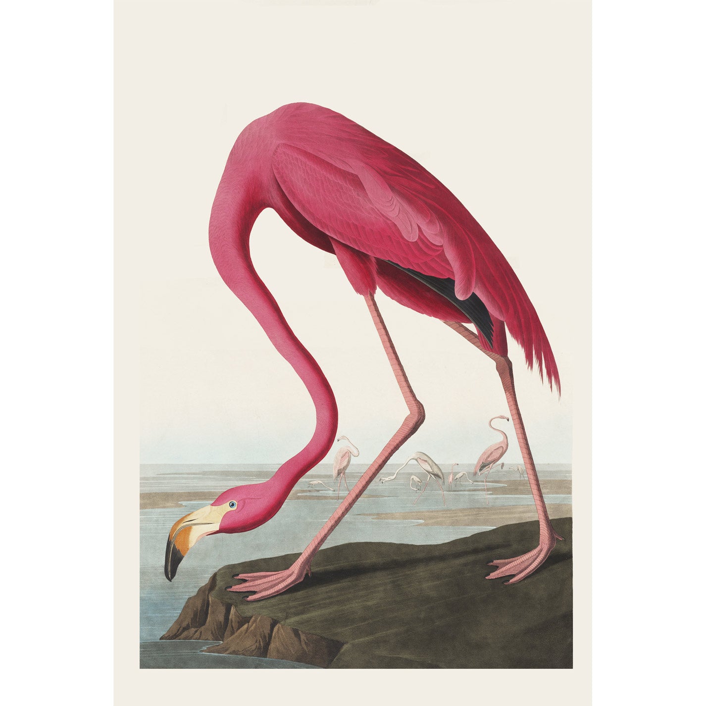 Pink Flamingo - heyvidashop