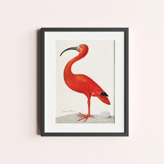 Scarlet Ibis with an Egg - heyvidashop