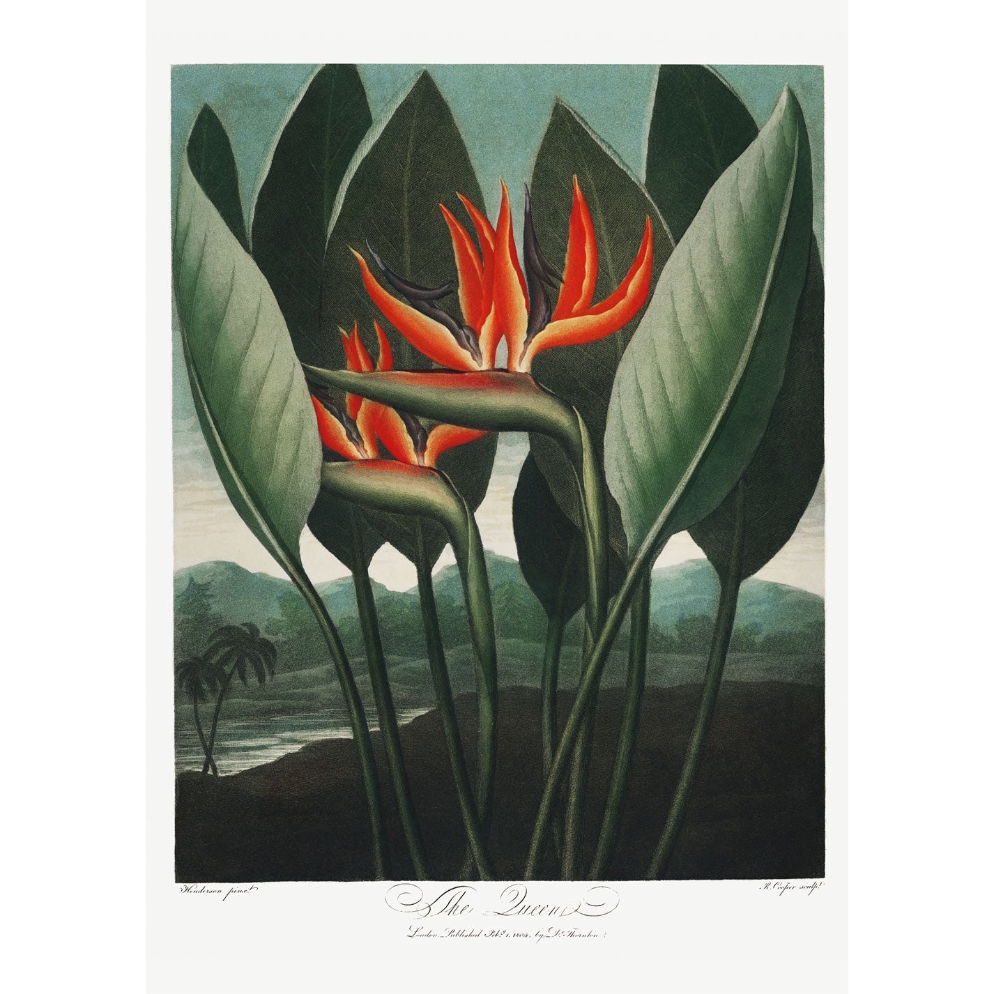 The Queen–Plant from The Temple of Flora - heyvidashop