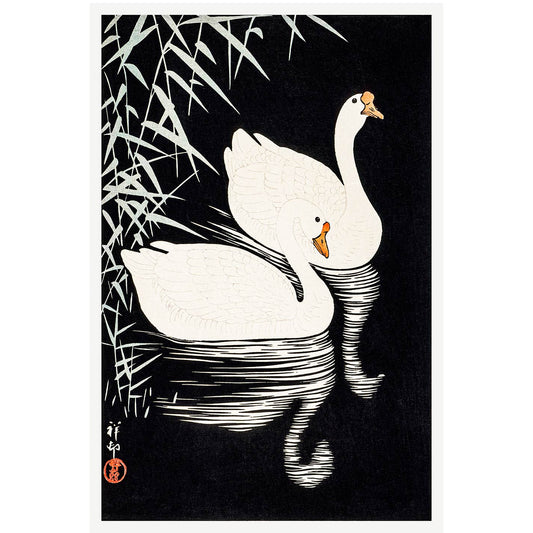 White Chinese Geese Swimming by Reeds - heyvidashop